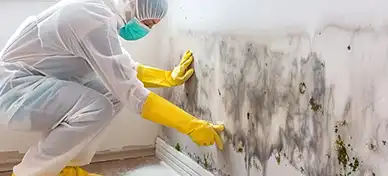mold-prevention-and-remediation