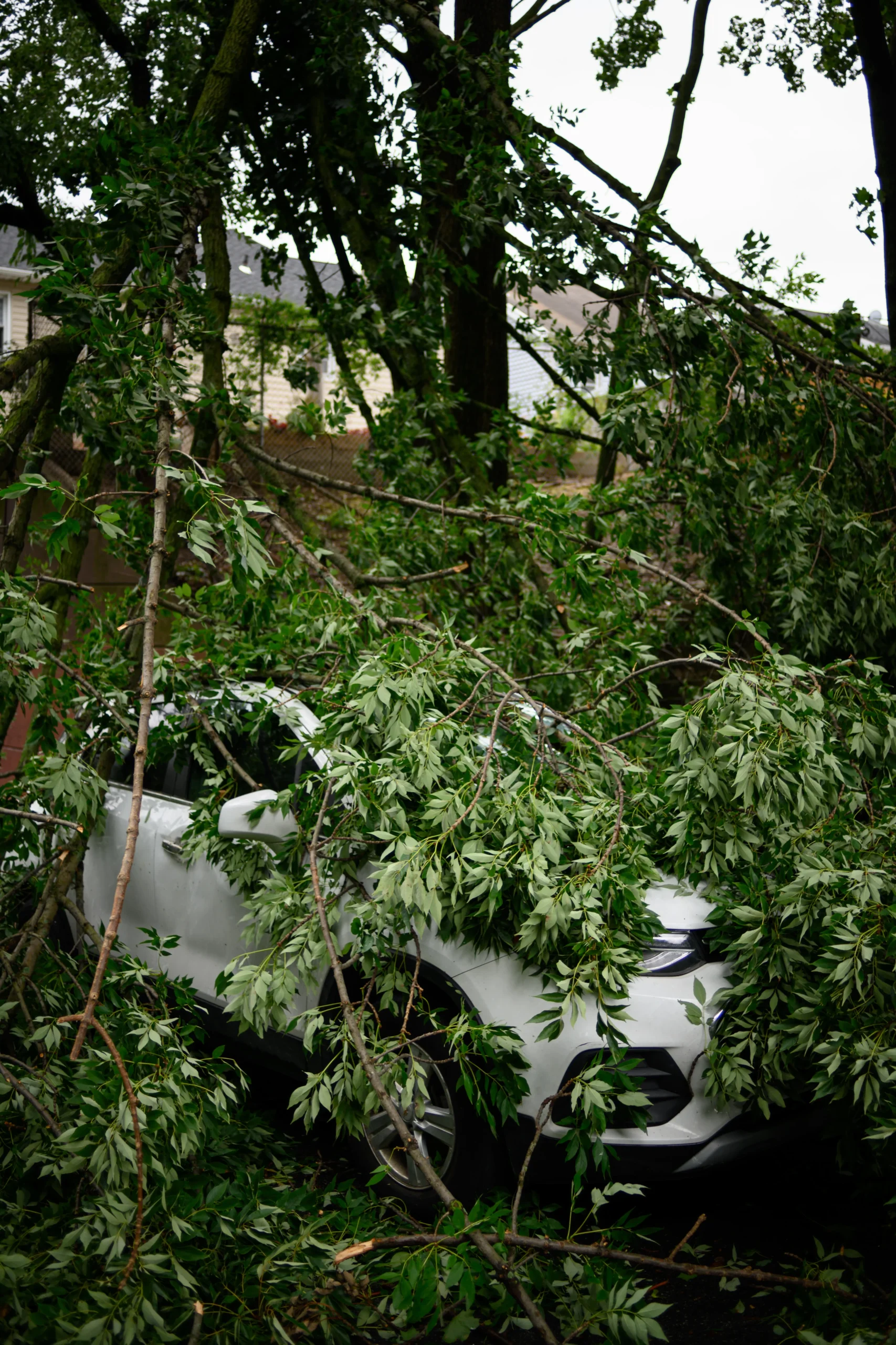 Tree removal and structural restoration Maryland
